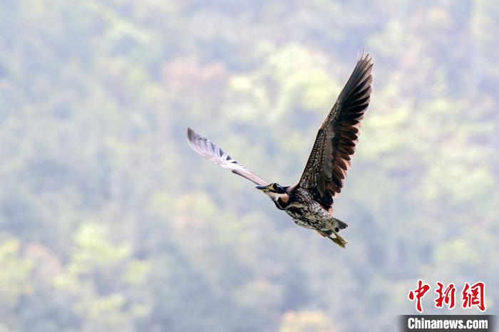  广东监测到“世界上最神秘的鸟”海南虎斑鳽
