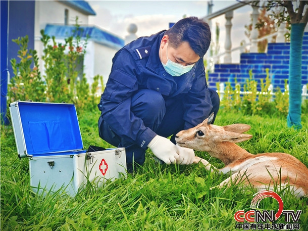 ‘新疆克州：民警及时救助国家二级保护动物黄羊'
