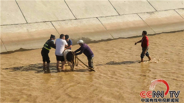 新疆疏勒县：两头牛不慎落水     警民联手救援
