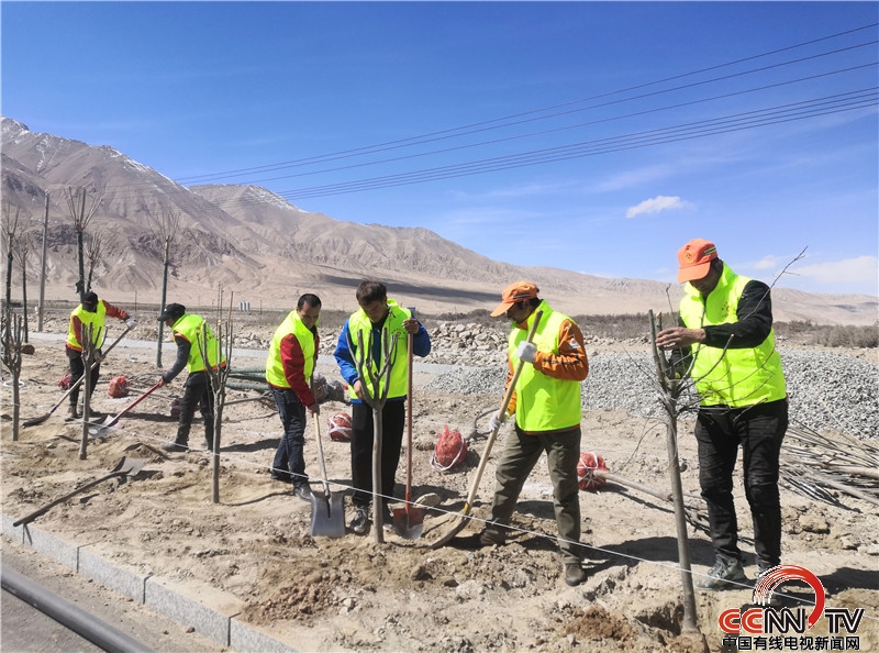 ‘新疆喀什公路管理局塔什库尔干分局青年志愿者开展义务植树活动'
